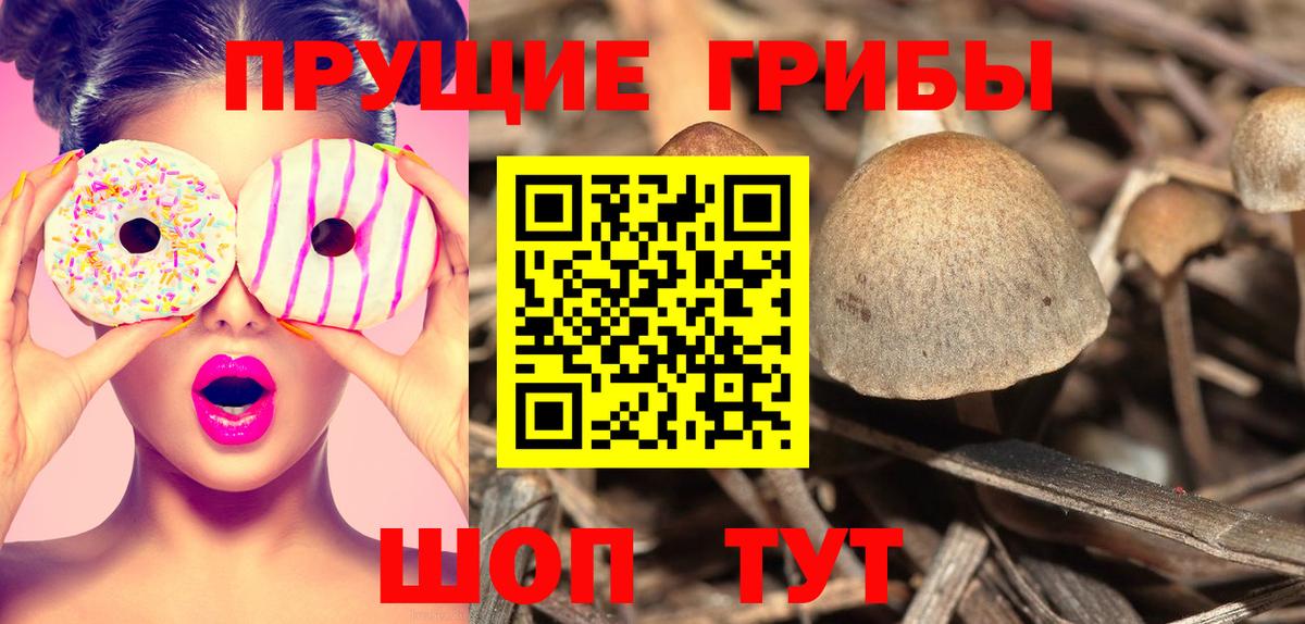 Элиста  Псилоцибиновые грибы прущие грибы  Вход с VPN 